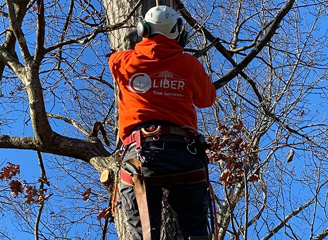 Caliber Tree Services employee trimming a tree